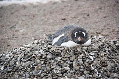 EA Play会员今日可以提前试玩《FIFA 22》