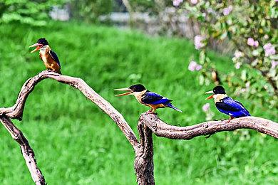 索尼State of Play：前传DLC《匹诺曹的谎言：序曲》今夏发售